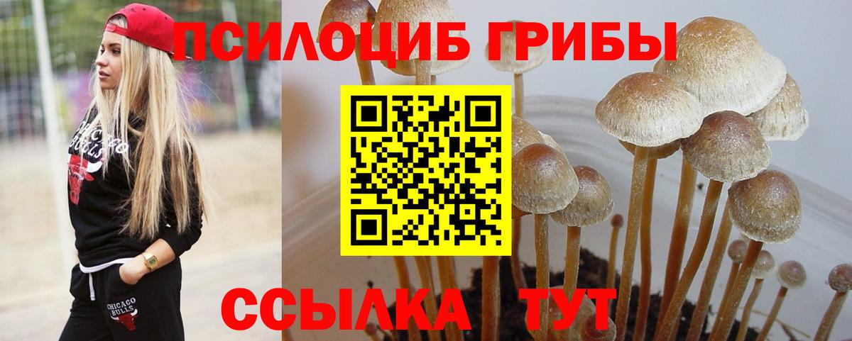 Галлюциногенные грибы Psilocybe Острогожск